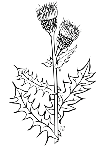 Creeping Thistle Coloring Page